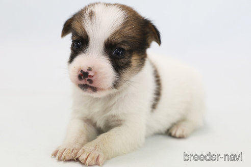 成約済の神奈川県のジャックラッセルテリア-305795の4枚目